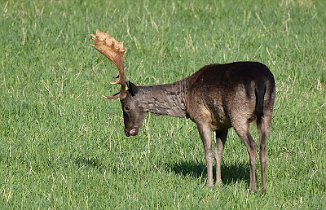 Dåhjort, Fallow Deer (Elingaard, Fredrikstad)