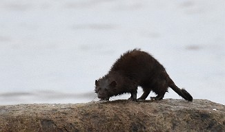 Mink, American Mink (Vågsvollvika, Lista)