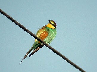 Bieter, European Bee-eater (Gjernestangen, Risør)