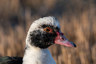 Moskusand, Muscovy duck (Valle, Fredrikstad)