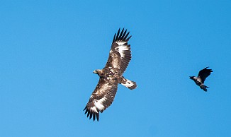 Kongeørn, Golden Eagle (Matningsdal, Egersund)