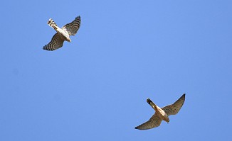 Eurasian Sparrowhawk (Utnehaugen, Onsøy)