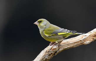 Grønnfink, Greenfinch (Utnehaugen, Onsøy)