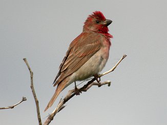 Rosenfink, Common Rosefinch (Jeløy Radio)