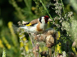 Stilits, Goldfinch (Sandebukta)