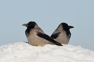 Kråke, Hooded Crow (Øra, Fredrikstad)