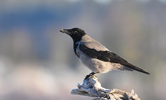 Kråke, Hooded Crow (Utnehaugen, Onsøy)