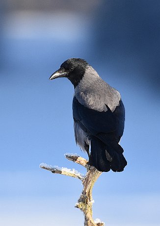 Kråke, Hooded Crow (Utnehaugen, Onsøy)