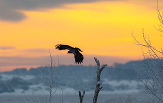 Kråke, Hooded Crow (Øra, Fredrikstad)