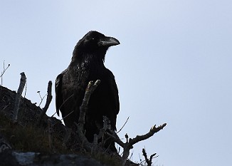 Ravn, Raven (Utsira)
