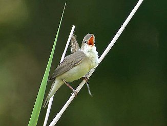 Myrsanger, Marsh Warbler (Sande)