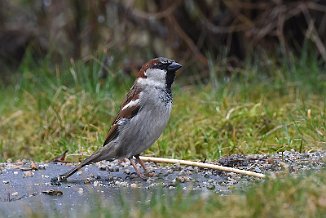 Gråspurv, House Sparrow (Utnehaugen, Onsøy)
