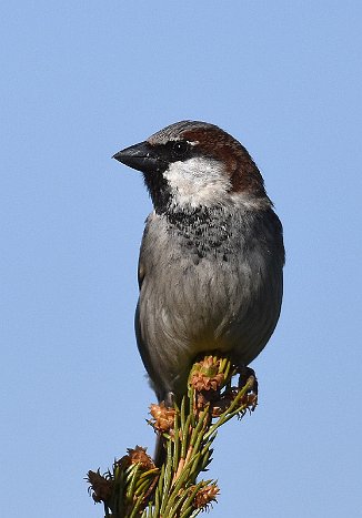 Gråspurv, House Sparrow (Utnehaugen, Onsøy)