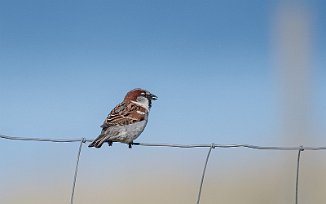 Gråspurv, House Sparrow (Tjørveneset, Lista)