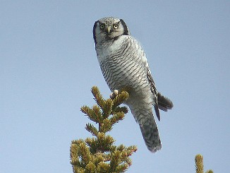 Haukugle, Northern Hawk Owl (Lierne)
