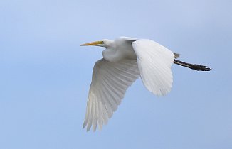 Egretthegre, Great Egret (Skinnerflo, Råde)