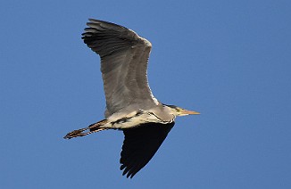 Gråhegre, Grey Heron (Brentetangen, Rygge)