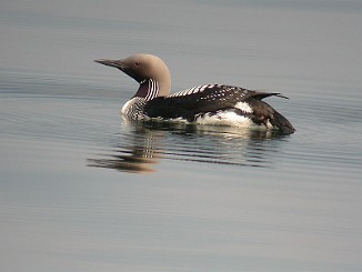 Storlom, Black-throated diver (Tautra, Frosta)