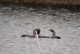 Storlom, Black-throated Diver (Hovdalsvatnet, Frosta)