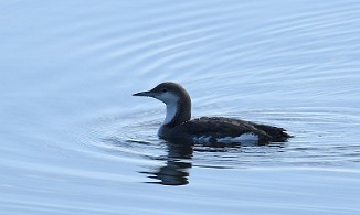 Storlom, Black-throated diver (Tautra, Frosta)