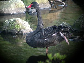 Svartsvane, Black Swan (Bryne)