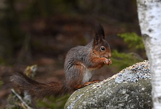 Ekorn, Squirrel (Utnehaugen, Onsøy)