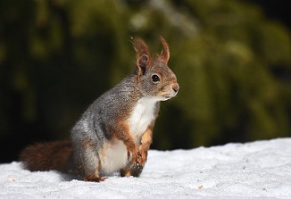 Ekorn, Squirrel (Sjusjøen)