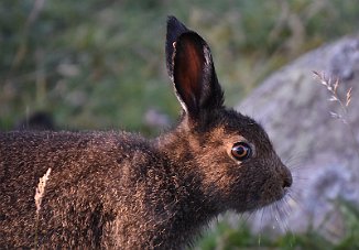 Hare, Mountain Hare (Lista fyr)