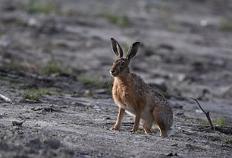 Hare, Mountain Hare (Øra, Fredrikstad)