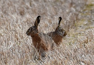 Hare, Mountain Hare (Rokke, Halden)