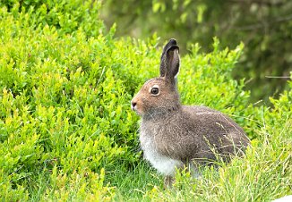 Hare, Mountain Hare (Sjusjøen)