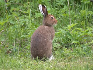 Hare (Bekke, Sande)