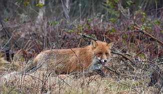Rev, Red fox (Utnehaugen, Onsøy)