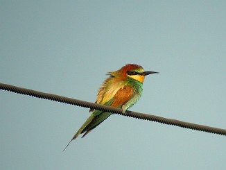 Bieter, European Bee-eater (Gjernestangen, Risør)