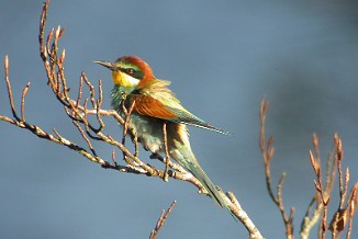 Bieter, European Bee-eater (Bogen, Stokke)