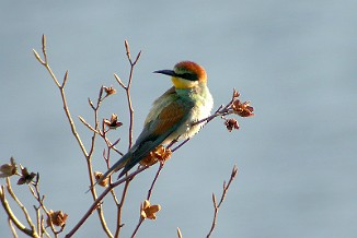 Bieter, European Bee-eater (Bogen, Stokke)