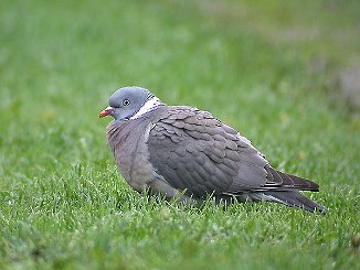 Ringdue, Common Wood Pigeon (Geithagen, Oslo)