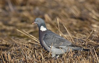 Ringdue, Common Wood Pigeon (Hovland, Onsøy)