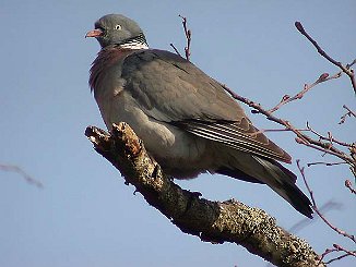 Ringdue, Common Wood Pigeon (Leirfossen, Trondheim)