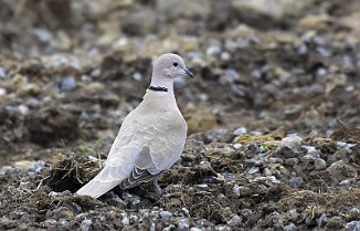Tyrkerdue, Eurasian Collared Dove (Utsira)