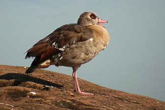 Niland, Egyptian Goose (Vesterøy, Hvaler)