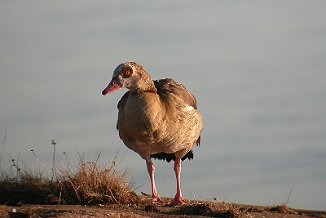 Niland, Egyptian Goose (Vesterøy, Hvaler)