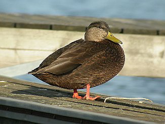 Rødfotand, American Black Duck (Rosnes, Nøtterøy)