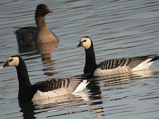 Hvitkinngås, Bernacle Goose (Eidsbotn, Levanger)