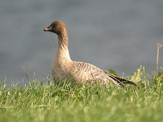 Kortnebbgås, Pink-footed Goose (Utsira)