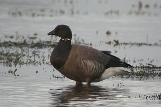 Ringgås, Brent goose (Nes, Karmøy)