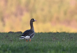 Tundragås, Greater White-fronted Goose (Vestvatnet, Sarpsborg)
