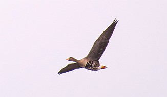 Tundragås, Greater White-fronted Goose, subs. flavirostris (Viersholm, Råde)