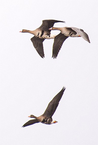 Tundragås, Greater White-fronted Goose, subs. flavirostris (Viersholm, Råde)