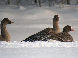 Tundrasædgås, Rossicus og Tundragås, Bean Goose, Rossicus & White-Fronted Goose (Tomb, Råde)